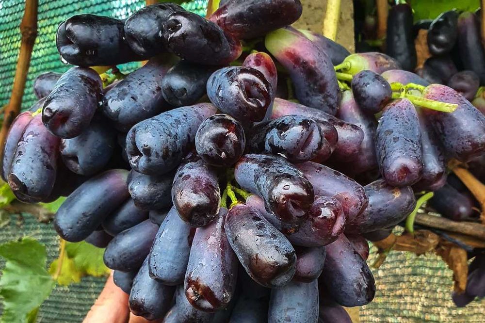 Dubowski Różowy, winogrona, sadzonki winorośli, winogron