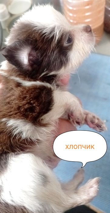 Собака мілкої породи