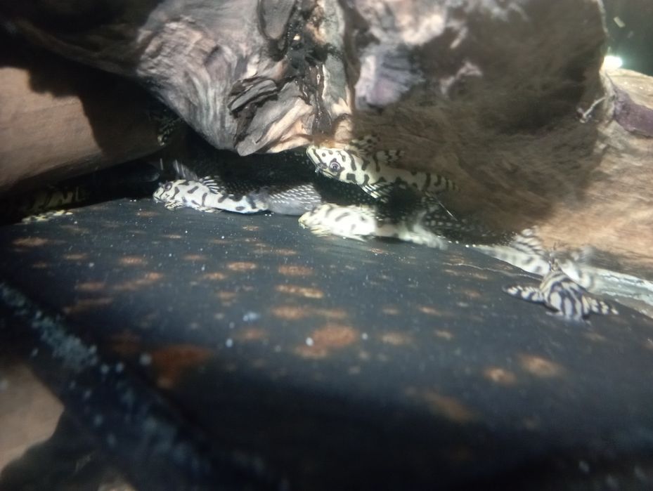 Hypancistrus L236 SW 4-5cm zbrojniki glonojad