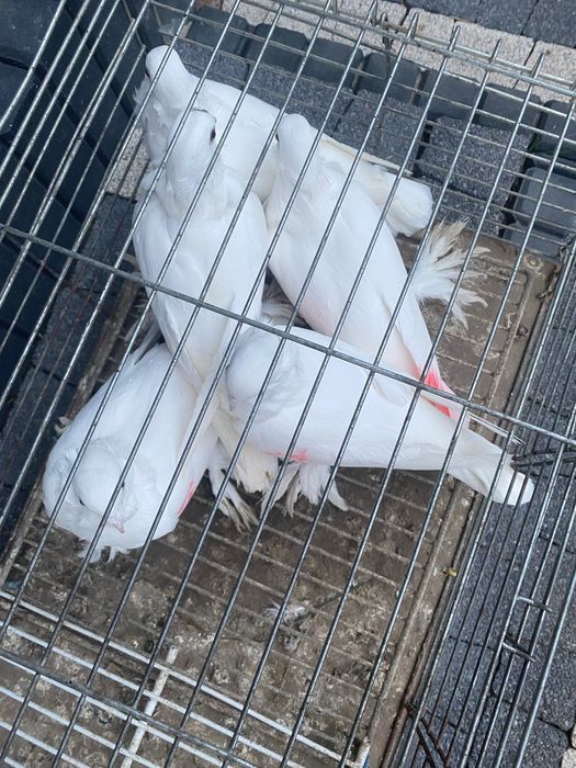 Sprzedam gołębie mewki