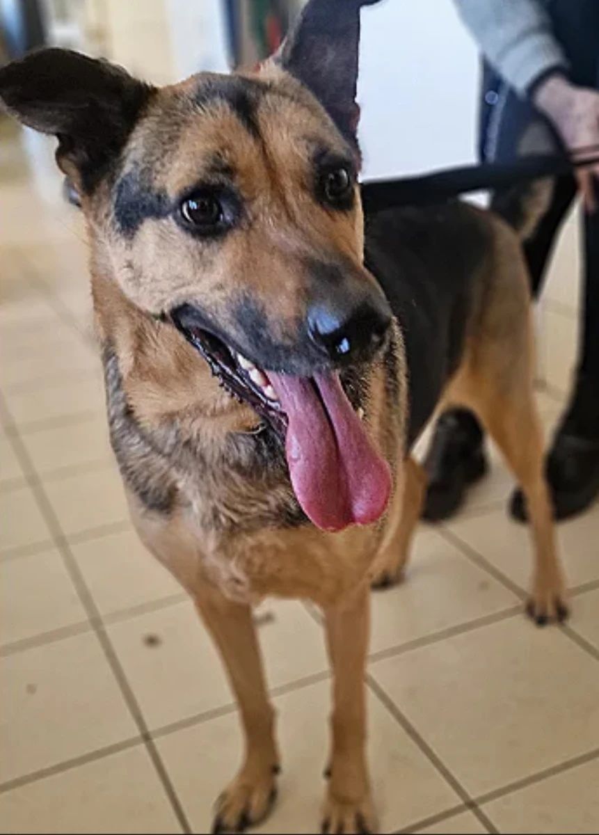 Suczka Lusia do adopcji!