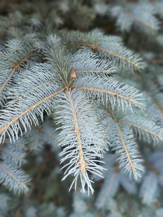 Ялинка голуба висока