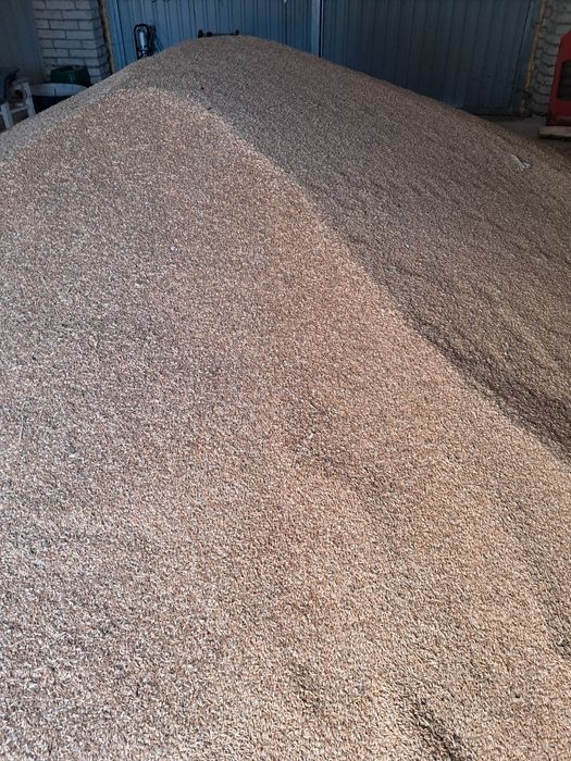 Pszenżyto  zbiory 2025