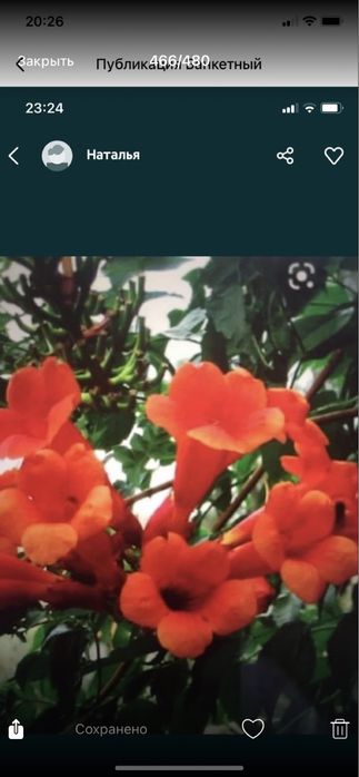 Павловния,Лиана Кампсис,Пионы розовые,красные,белые