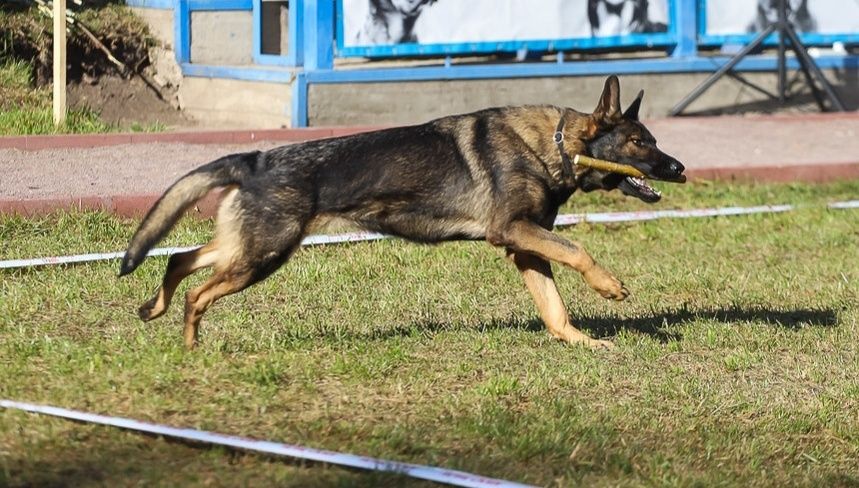 Цуценята німецької вівчарки з документами ( зонарний, вовчий) окрас