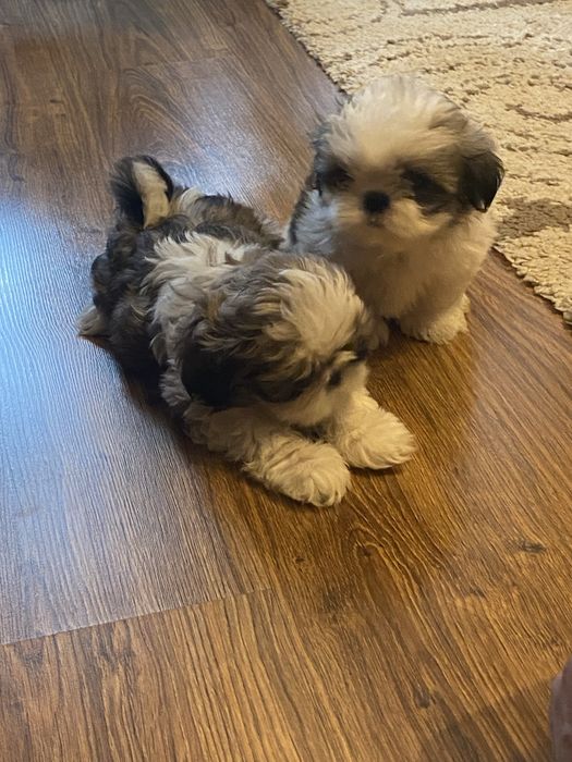 Szczeniaki shih tzu