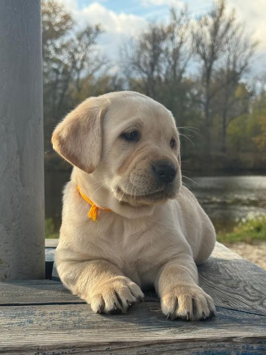 Цуценята з документами