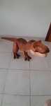 Dinossauro  gigante