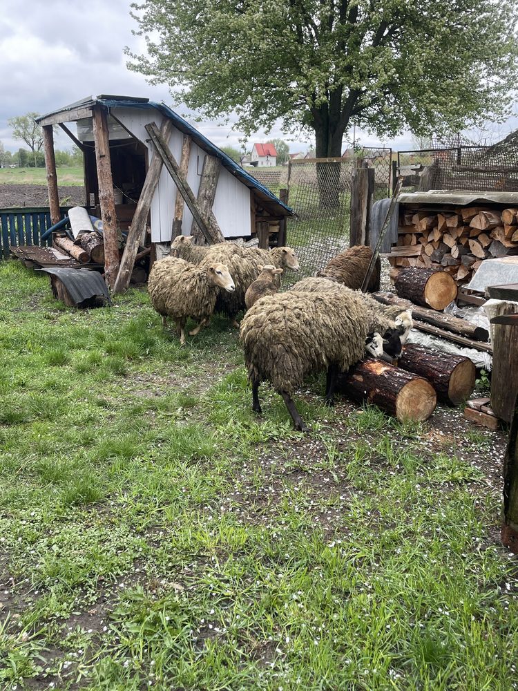 Продам вівць на мясо, розведення (ціна договірна)