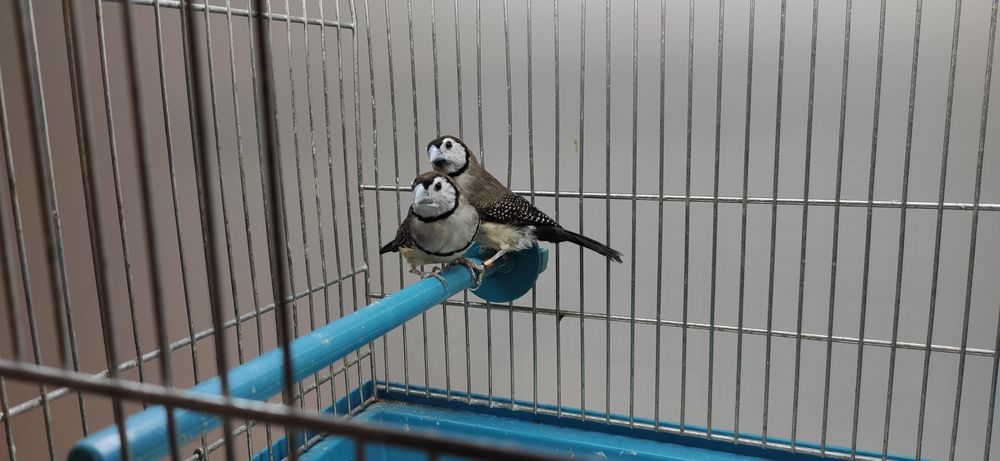 Astryldy Kratoskrzydłe