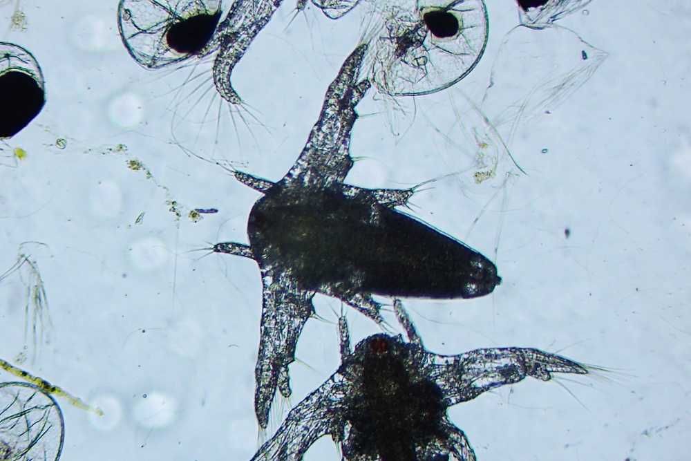 Żywy solowiec  (Artemia) - akwarium morskie.