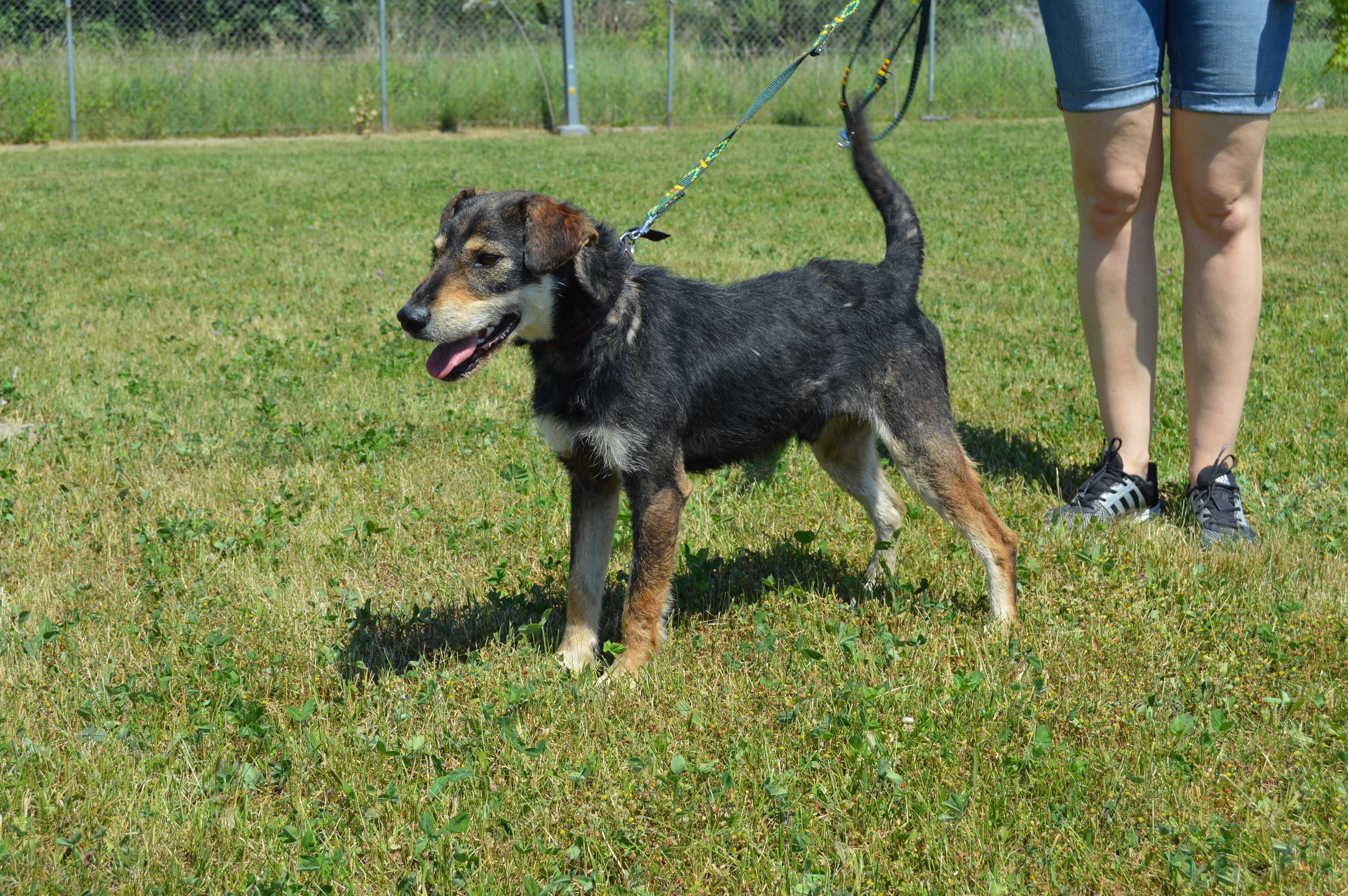 Do adopcji Emil -wesoły, drobny kundelek (szuka też domu tymczasowego)