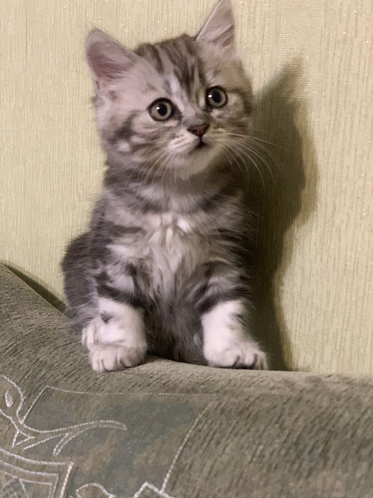 Котик породи шотландська висловуха