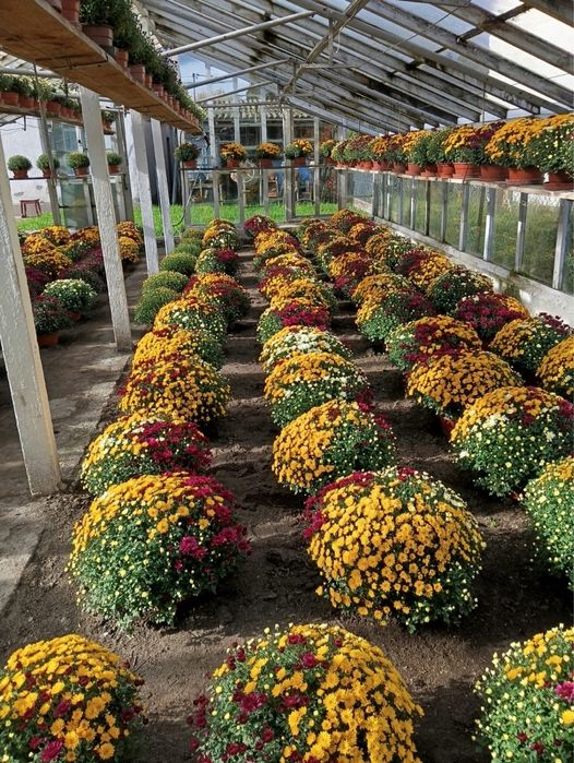 Chryzantemy drobnokwiatowe