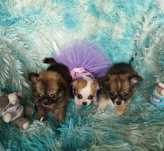 Chihuahua najmniejszy piesek świata
