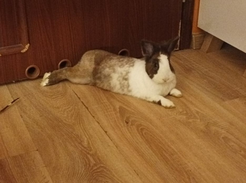 Oddam za darmo królika miniaturkę z klatką