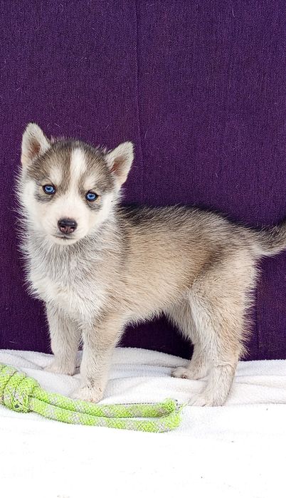 Девченка хаски в продаже