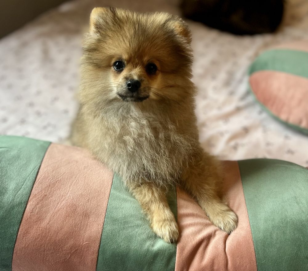 Pomeranian szpic miniaturowy suczka Ava przepiekny miś