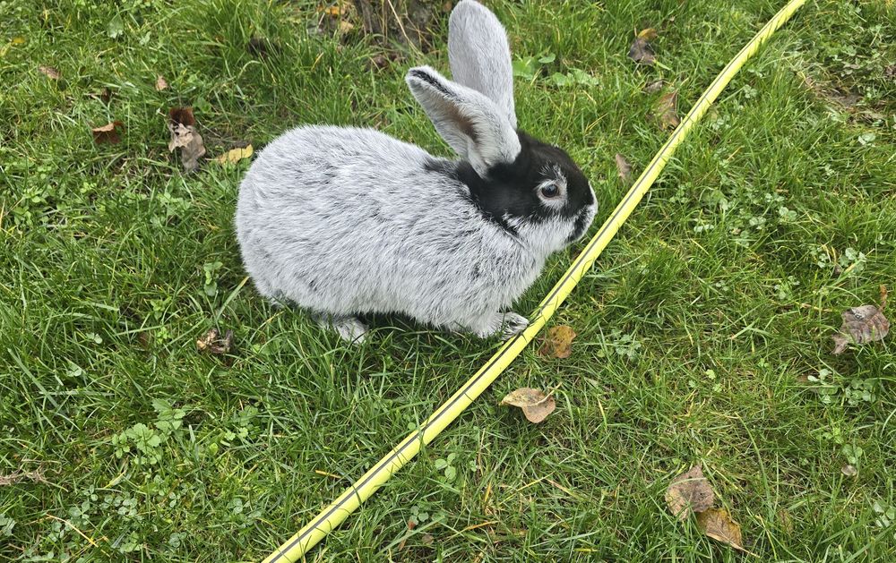 Sprzedam króliki Wielki jasnosrebrzysty WJS