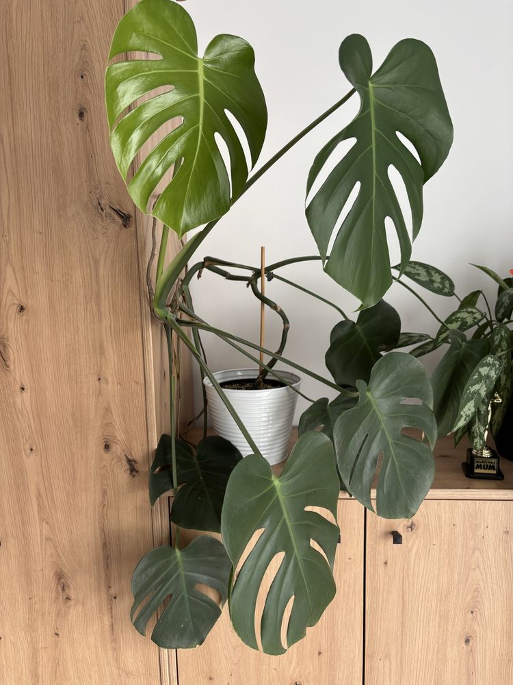 Monstera sprzedam