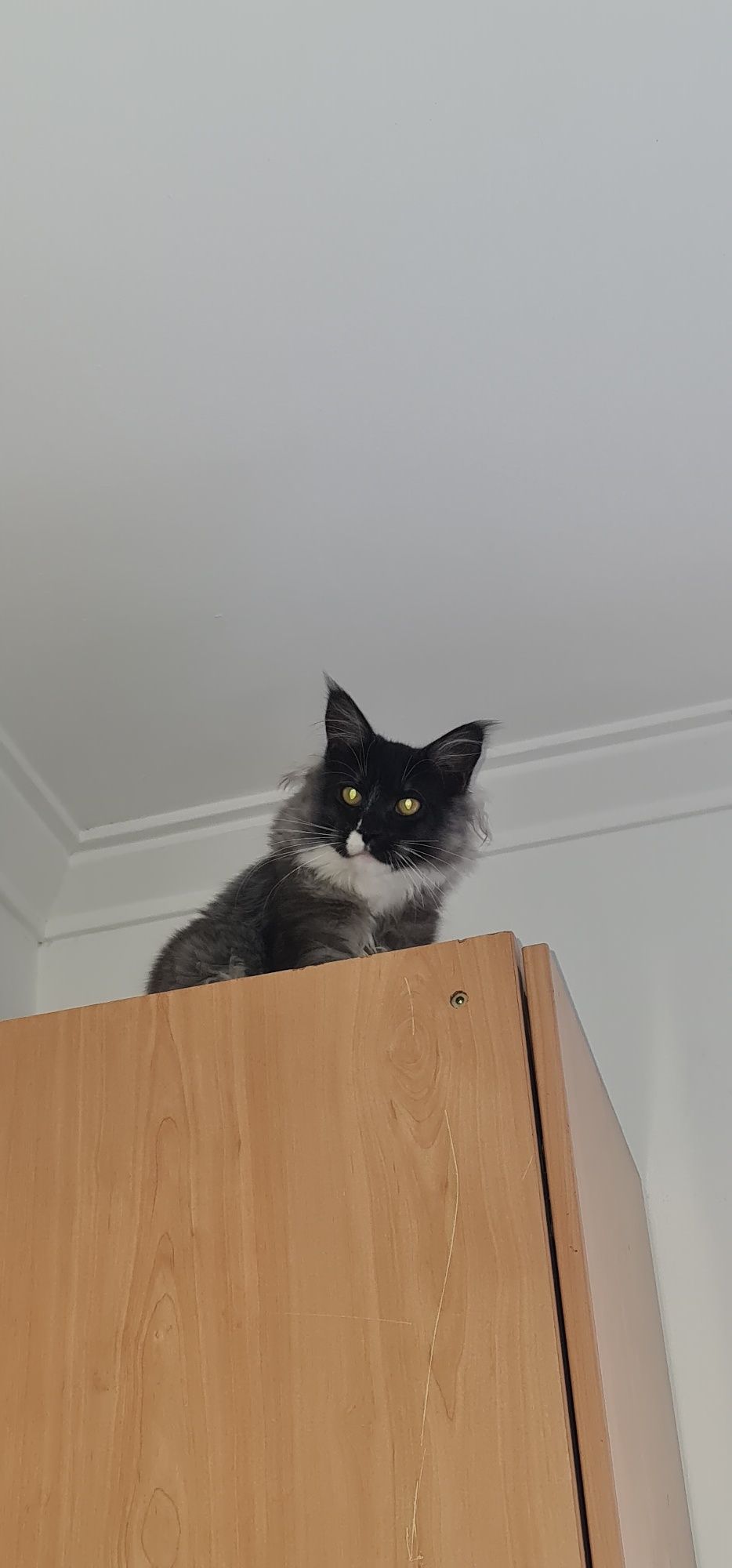 Main coon bebe puro