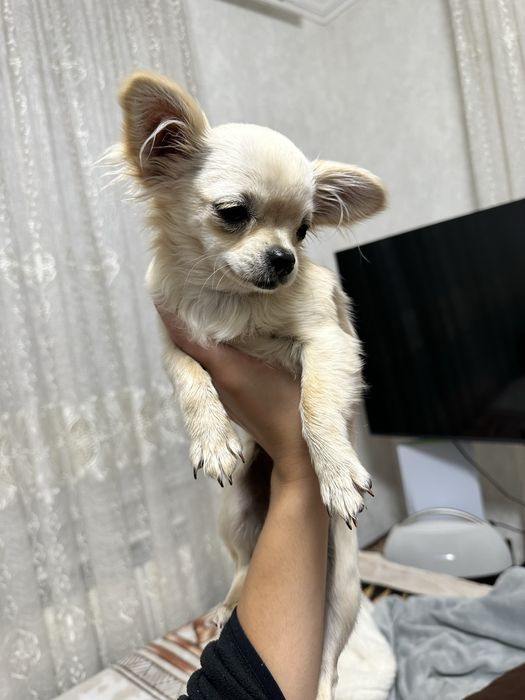 Міні чихуахуа дівчинка