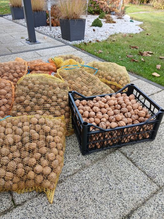 Orzechy włoskie tegoroczne