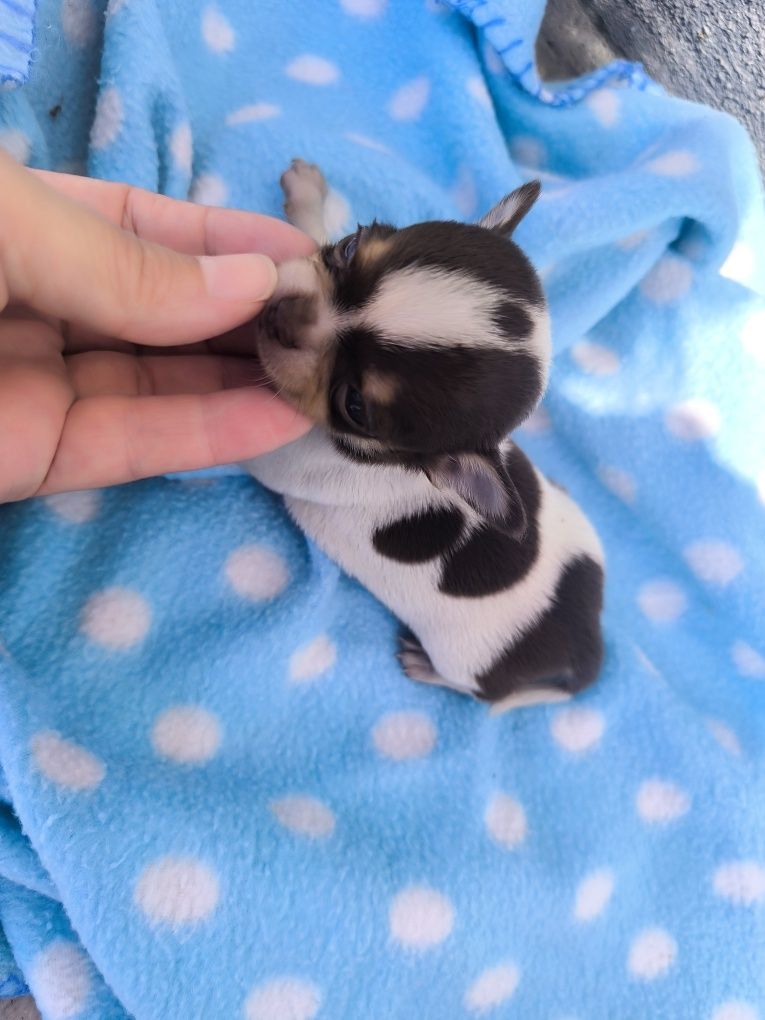 Chihuahua  Super Mini. Menino perfeito de focinho curto. Pronto para e