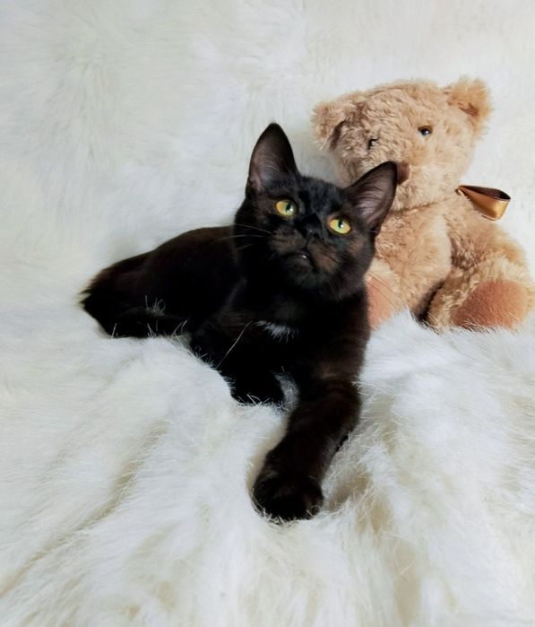 Котик Марсік в люблячу родину