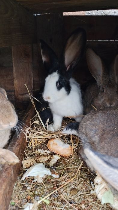 Sprzedam młode samice