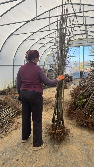 Jarzebina autum spire