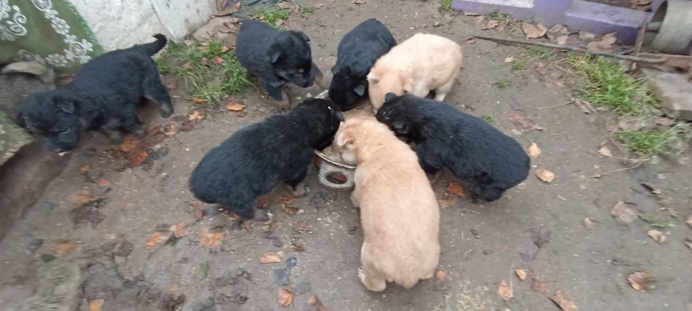 Віддамо собачок в добрі руки