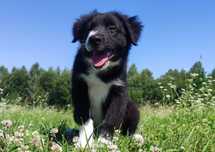 Piękny, rasowy BORDER COLLIE z Hodowli - pies / suczka z pełną dok.