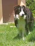 Oddam za darmo – Border Collie, 11 miesięcy – PILNE
