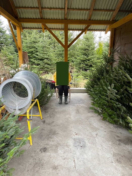 Choinki Jodła Kaukaska