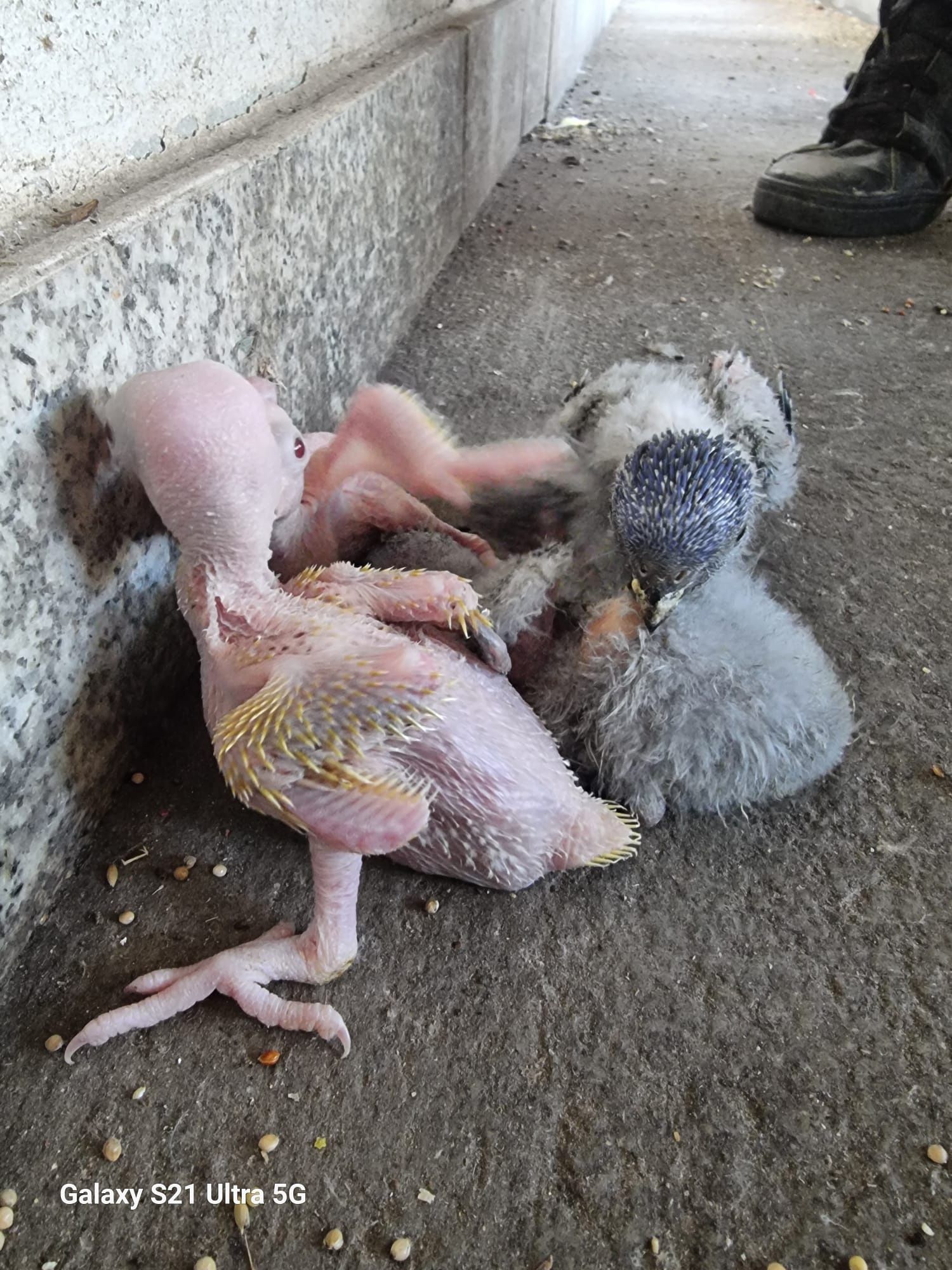 Loris e ring necks para acabar de criar a mão