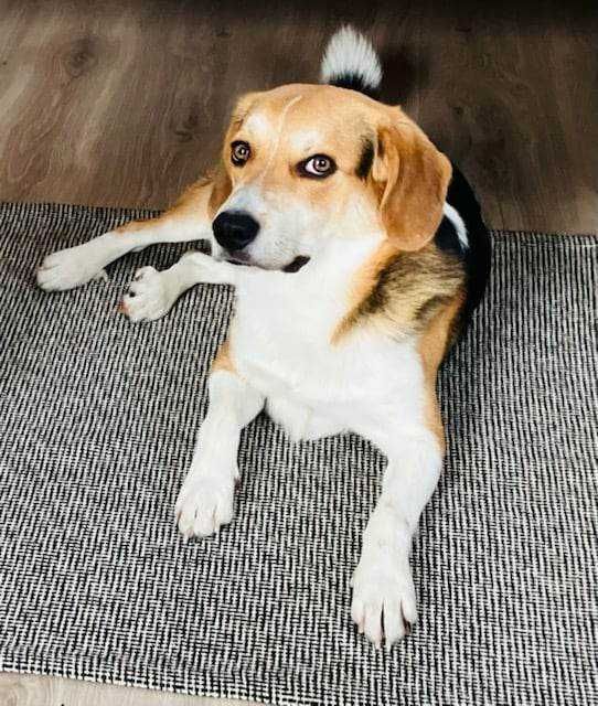 2 letni pies do adopcji , mix beagle , mieszaniec