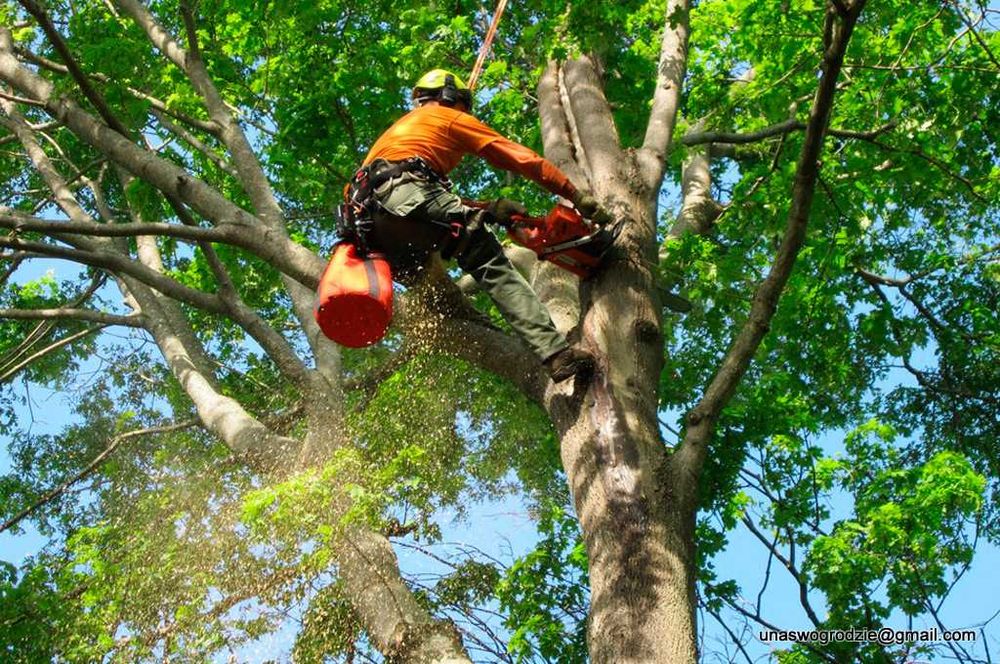 przycinanie żywopłotów tui, wycinanie gałęzi, wycinka drzew i krzewów