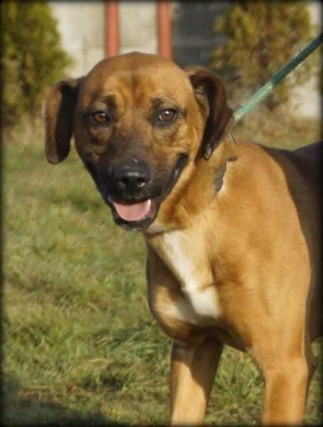 Monte - kochany psiak szuka nowego domku