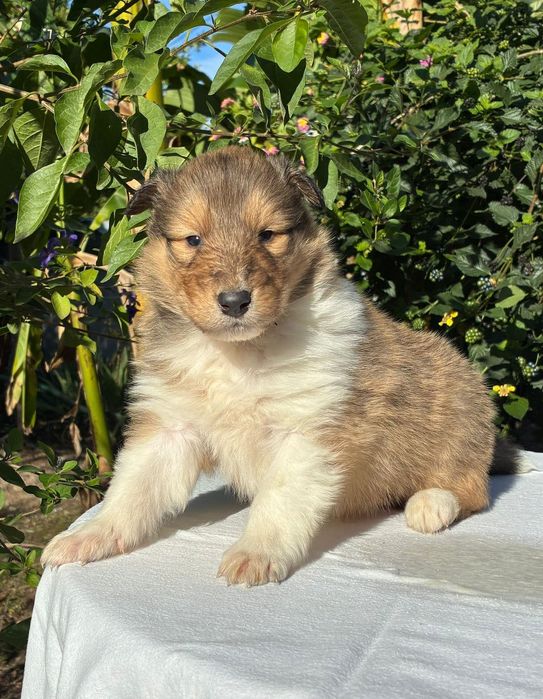 Rough Collie - Lassie