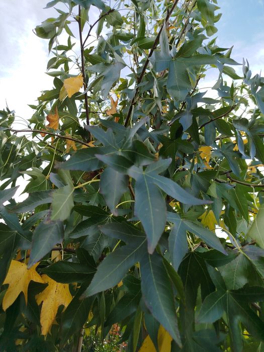 Planta Liquidambar 14-16