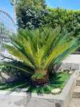 Vendo cica planta