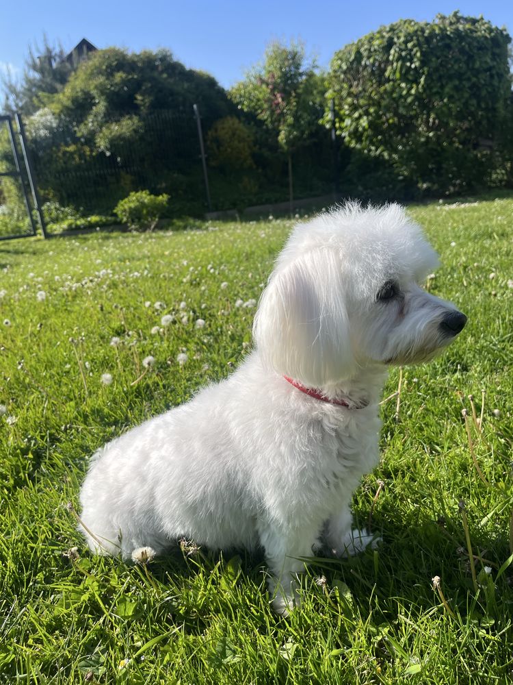 Maltipoo maltipu maltańczyk pudel toy red hybryda