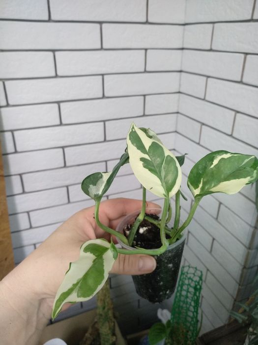 епіпремнум pinnatum marbl,  pinnatum albo, Njoy, хеппі ліф, золотист