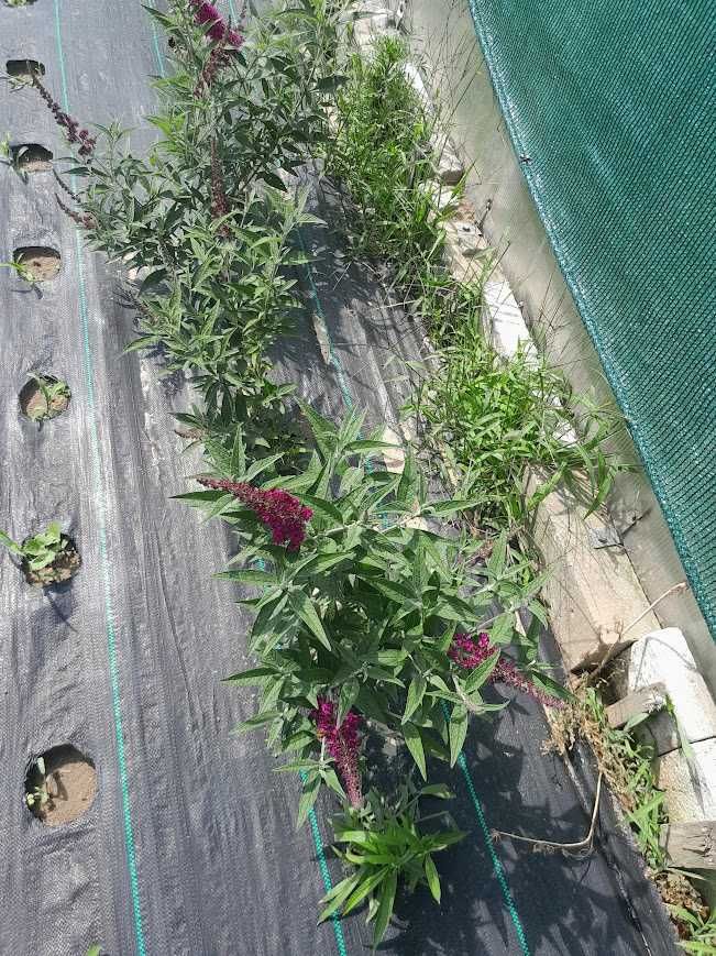 Buddleja davidii (Budleja Davida)
