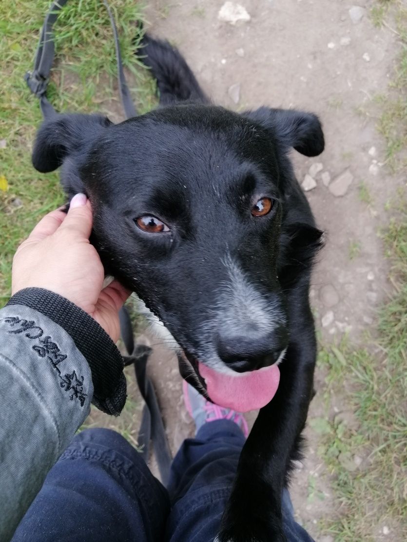 KRECIK wesoły łagodny psiak poleca się do adopcji