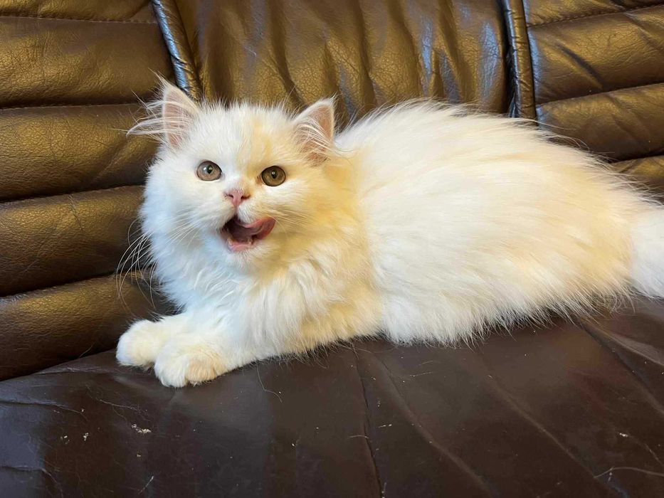 Śliczna kociczka perska z rodowodem