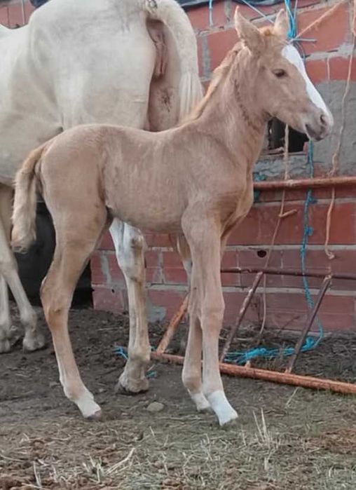 Vendo égua Izabel e poldro albino caramelo