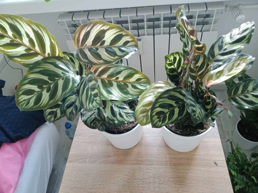 Calathea Makoya- 35cm