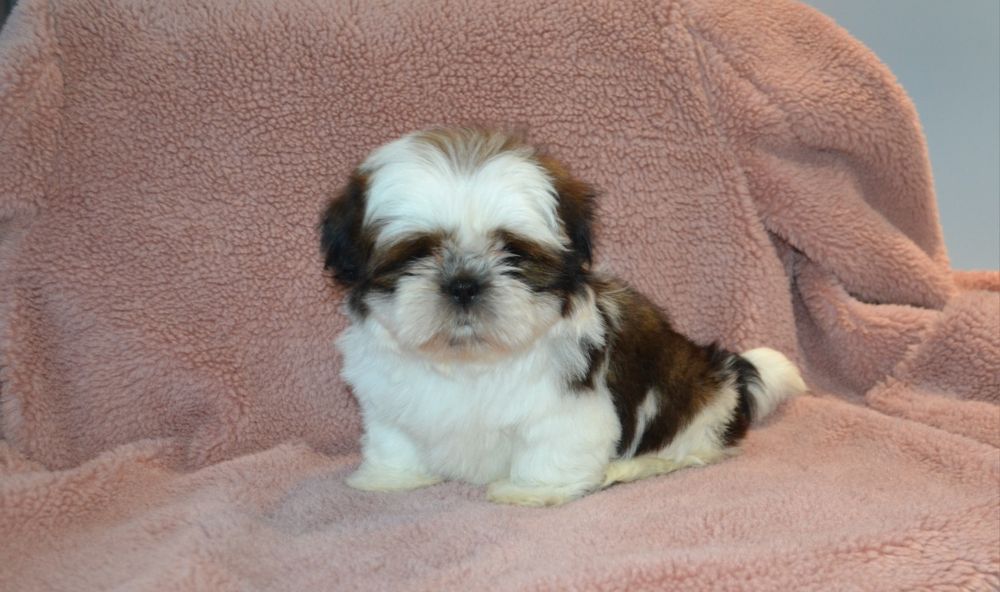 Śliczny malutki piesek Shih tzu